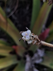 Hohenbergia ridleyi, photograph (c) Carlos Henrique, some rights reserved (CC BY-SA)