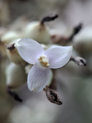 Hohenbergia ridleyi, photograph 4