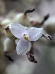 Hohenbergia ridleyi, photograph (c) Carlos Henrique, some rights reserved (CC BY-SA)