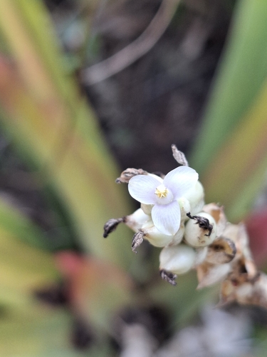 Hohenbergia ridleyi, photograph 5