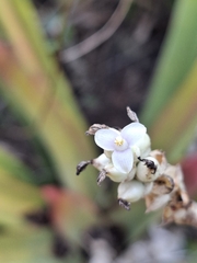 Hohenbergia ridleyi, photograph (c) Carlos Henrique, some rights reserved (CC BY-SA)