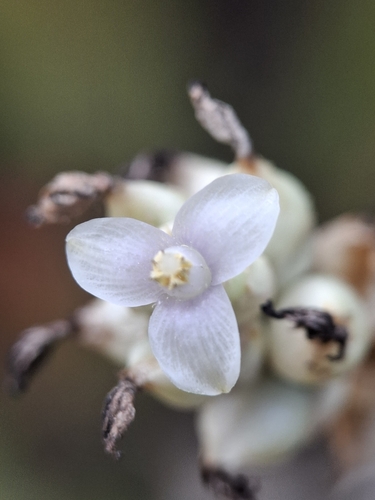 Hohenbergia ridleyi, photograph 6
