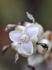 Hohenbergia ridleyi, photograph (c) Carlos Henrique, some rights reserved (CC BY-SA)