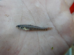 Etheostoma gracile