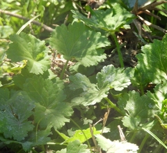 Modiolastrum malvifolium