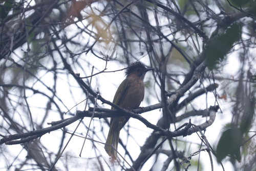 Mountain Bulbul