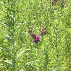 Vernonia fasciculata