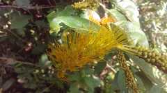 Combretum fruticosum