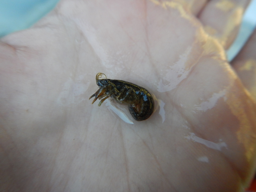 Cajun Dwarf Crayfish