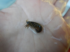 Cambarellus shufeldtii