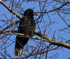 Corvus corone