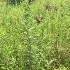 Vernonia fasciculata