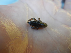 Cambarellus shufeldtii