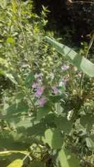 Teucrium vesicarium