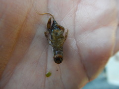 Cambarellus shufeldtii