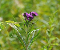 Vernonia fasciculata