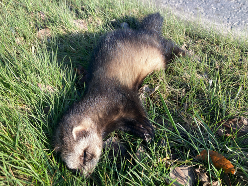 polecat-ferret