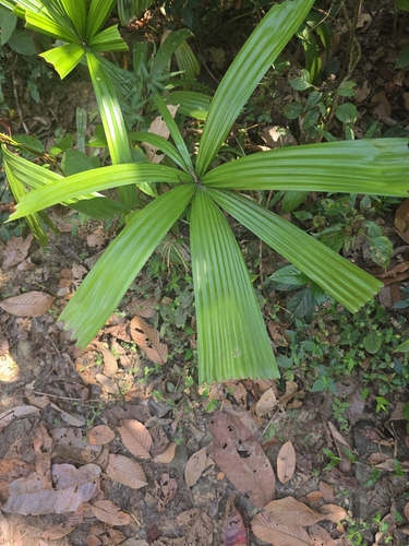 Mangrove fan palm (Licuala spinosa)