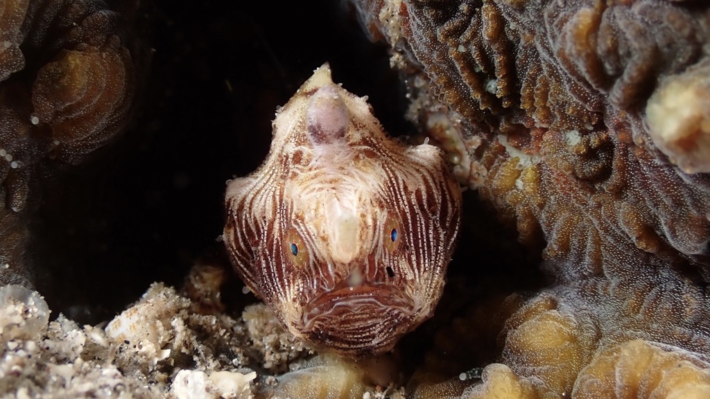 Frogfish with a striped face and upturned mouth between coral rubble in the Philippines