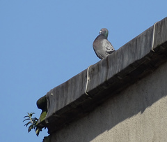 Columba livia domestica