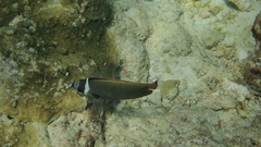 Chaetodon collare