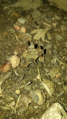 Tandonia sowerbyi