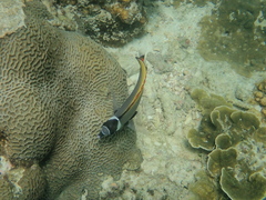 Chaetodon collare