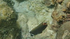 Chaetodon collare