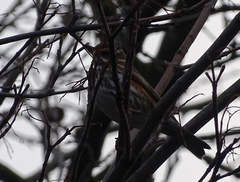Turdus iliacus