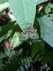 Glenopteris ornata