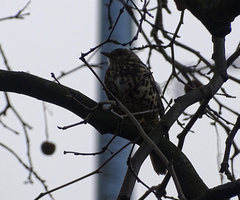 Turdus viscivorus