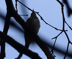 Turdus iliacus