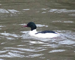 Mergus merganser