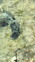 Holothuria atra