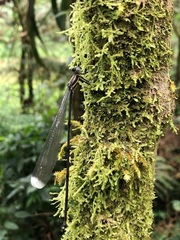 Mecistogaster modesta