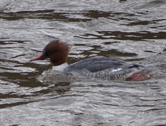 Mergus merganser