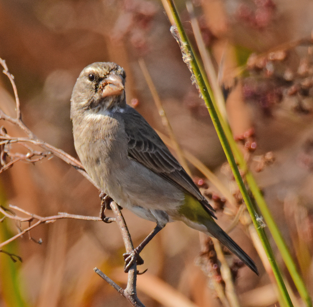 White-throated Canary (Crithagra albogularis), photo 3