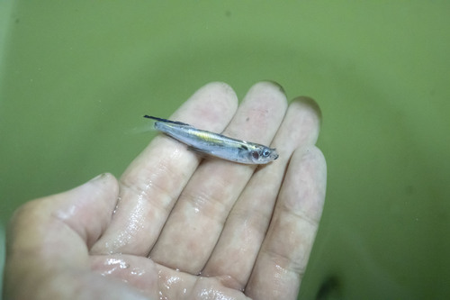 Sailfin flyingfish (Parexocoetus mento) — Exocoetidae