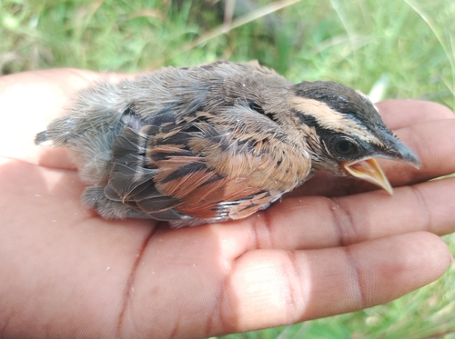 Brown-crowned Tchagra
