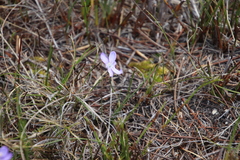 Thereianthus juncifolius