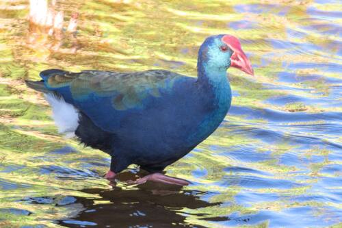 iNaturalist: (c) Heather and Andrew Hodgson, some rights reserved (CC BY-NC), uploaded by Heather and Andrew Hodgson iNaturalist image