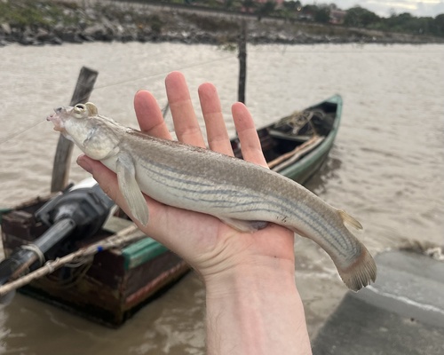 Foureye (Anableps anableps) — Anablepidae — 2