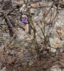 Siphocodon spartioides