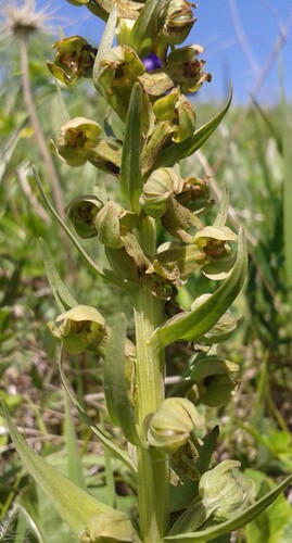 Frog Orchid (Dactylorhiza viridis)