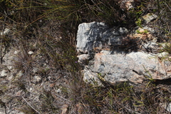 Siphocodon spartioides