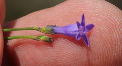 Siphocodon spartioides