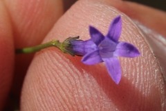 Siphocodon spartioides