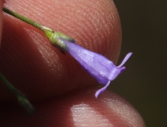 Siphocodon spartioides