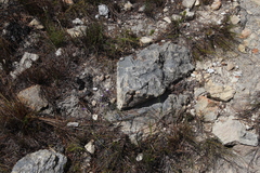 Siphocodon spartioides