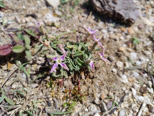 Matthiola longipetala, photograph 3